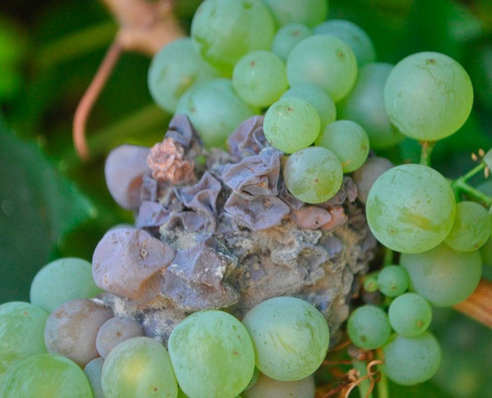 Серая гниль на винограде: чем и когда обработать, причины, что делать, методы лечения