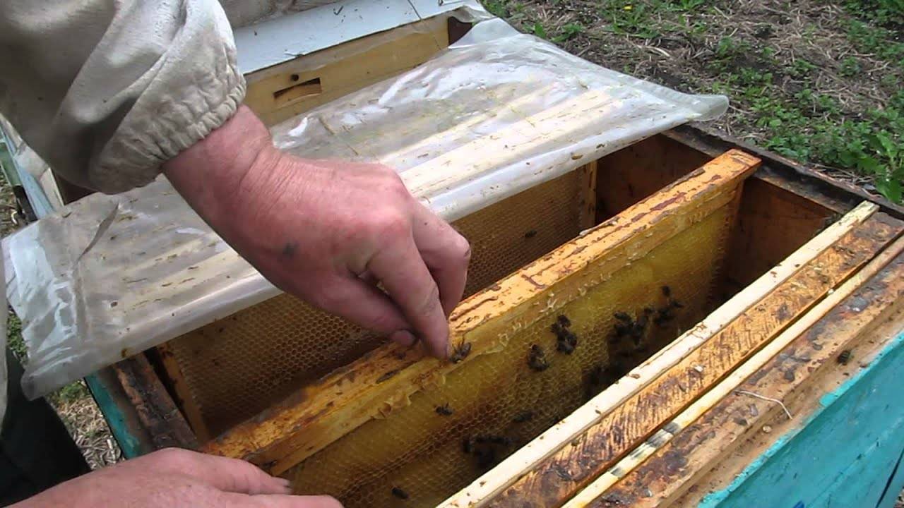 Каким способом сделать пчелиный отводок