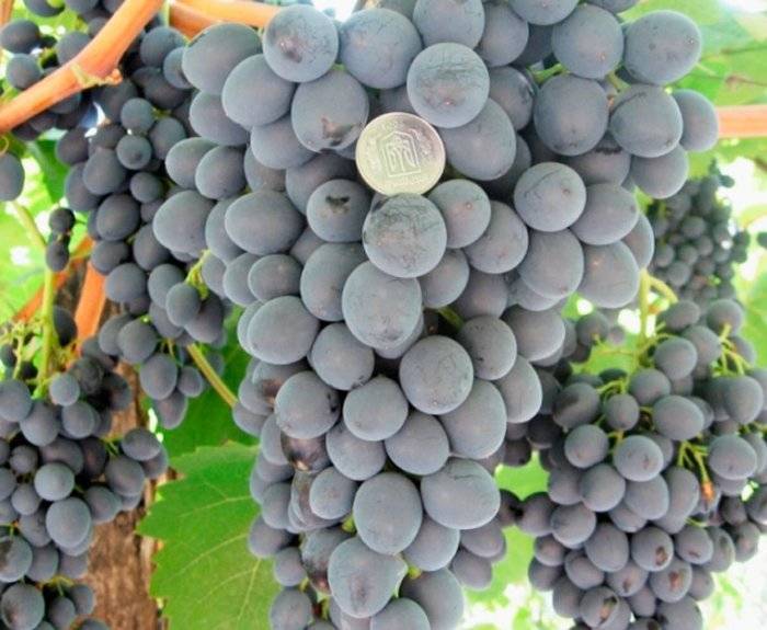 Сорт винограда карменер: описание, правила посадки и выращивания, отзывы