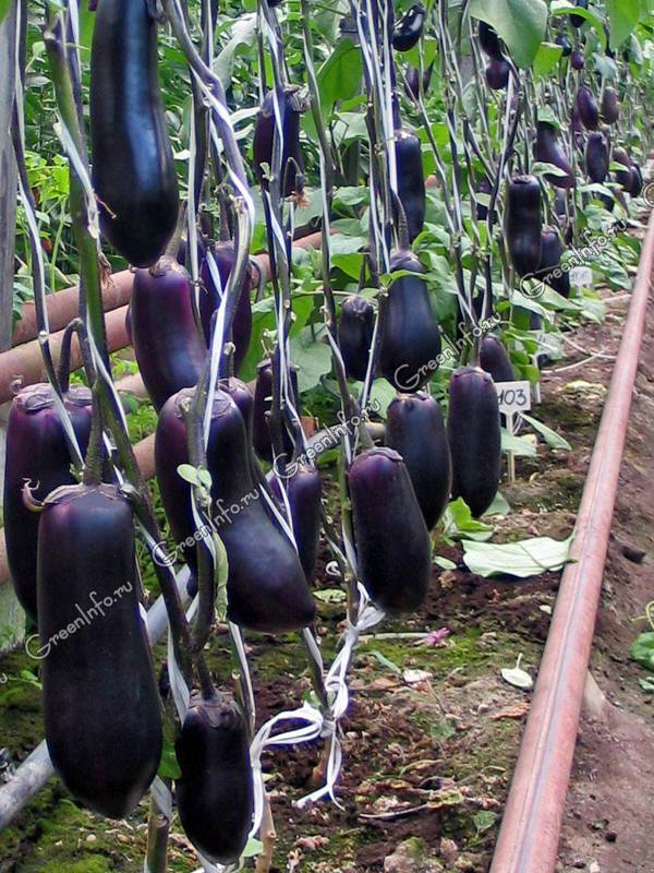 Как выращивать баклажаны в открытом грунте в сибири