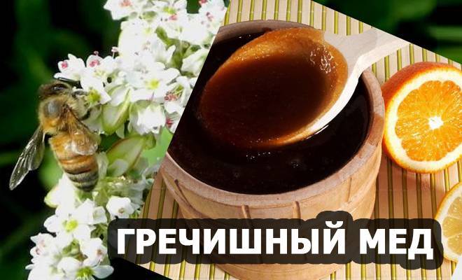 Гречишный мед: полезные свойства и противопоказания, состав и калорийность гречишного меда, норма употребления