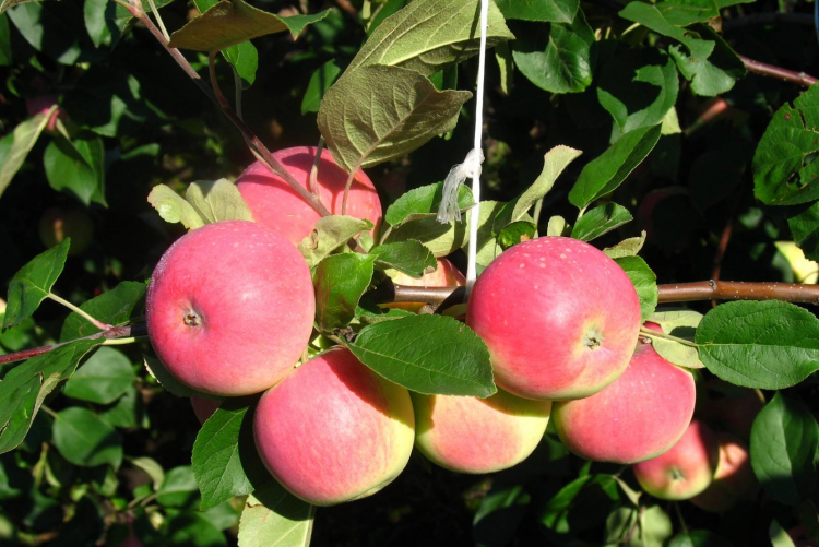 Сорт яблок вишневое описание, фото, отзывы