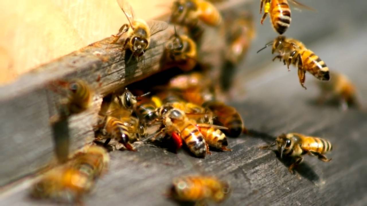 Приметы про пчел, мед, укусы пчел: трактовка
