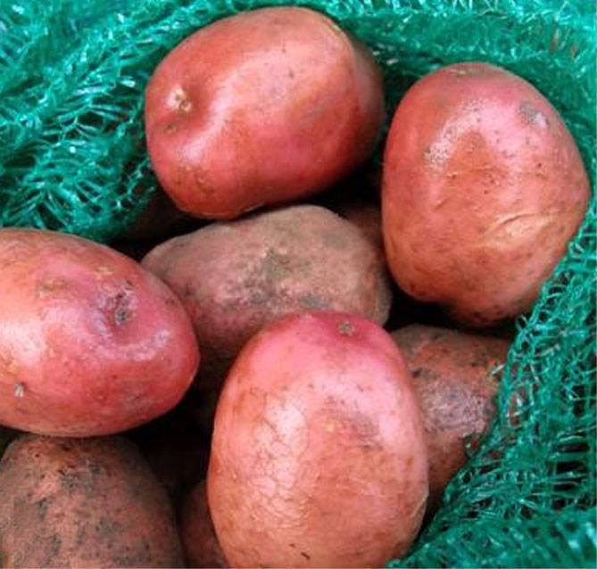Картофель беллароза – описание сорта, фото, видео, отзывы