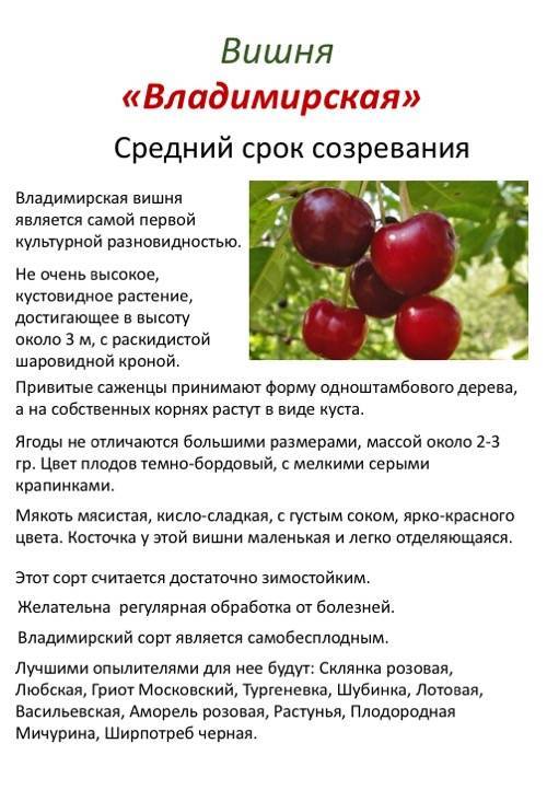 Особенности вишни сорта любская: описание и характеристика