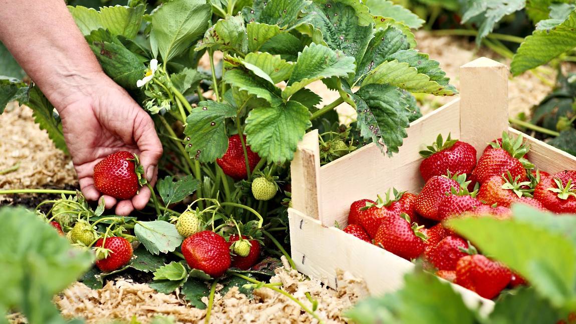 Агротехника клубники: выращивание, посадка, уход, защита от болезней, фото, видео