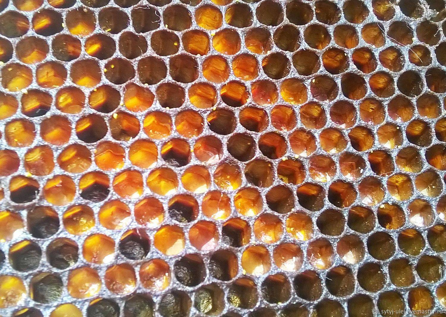 Пчелиная перга: лечебные свойства как принимать, польза и вред