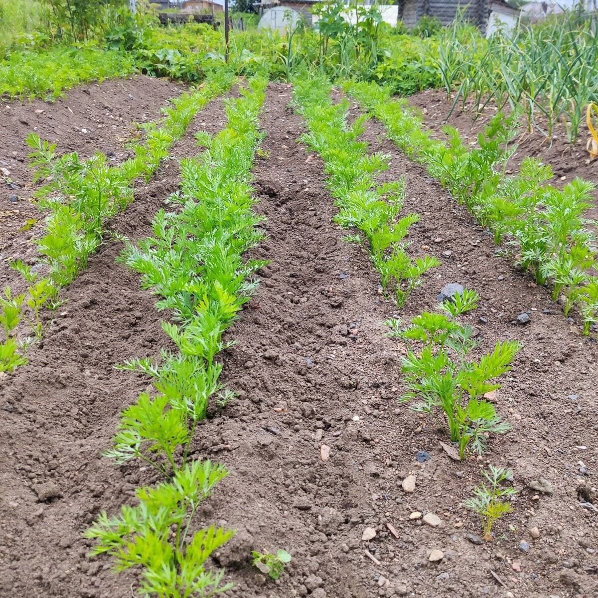 Правила посева моркови для отличного урожая. видео — ботаничка.ru