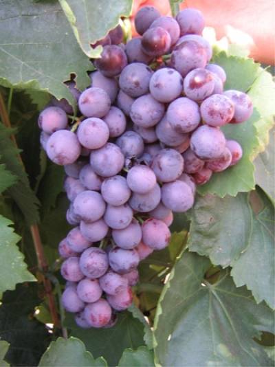Виноград агат донской: описание сорта, уход и выращивание, отзывы и фото