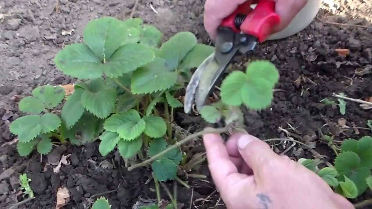 Ремонтантная клубника, агротехника выращивания и особенности ухода