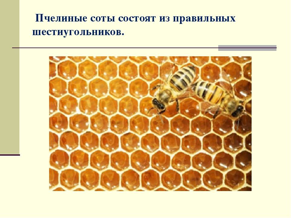 Сотовый мед, его особенности, описание, характеристики