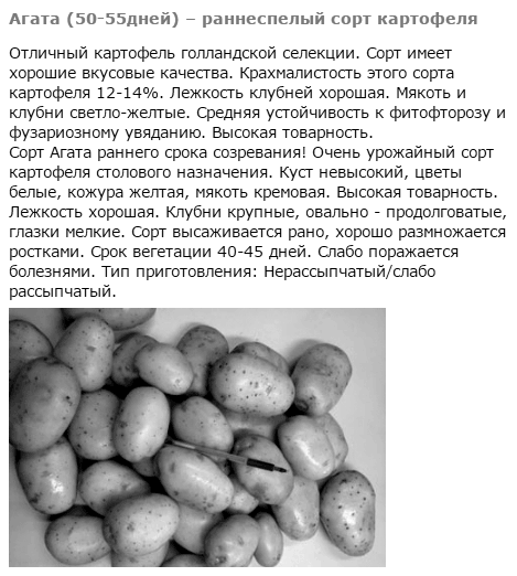 Описание сорта картофеля каменский