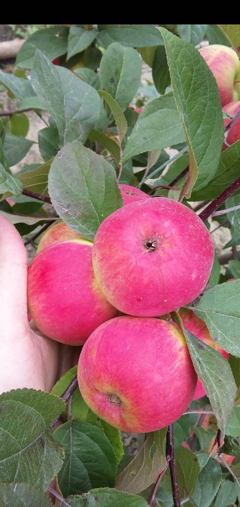 Яблоня краса свердловска: отзывы, топ секреты выращивания, фото