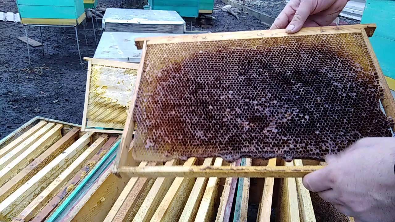 Пчелиная сушь: что это такое и для чего нужна