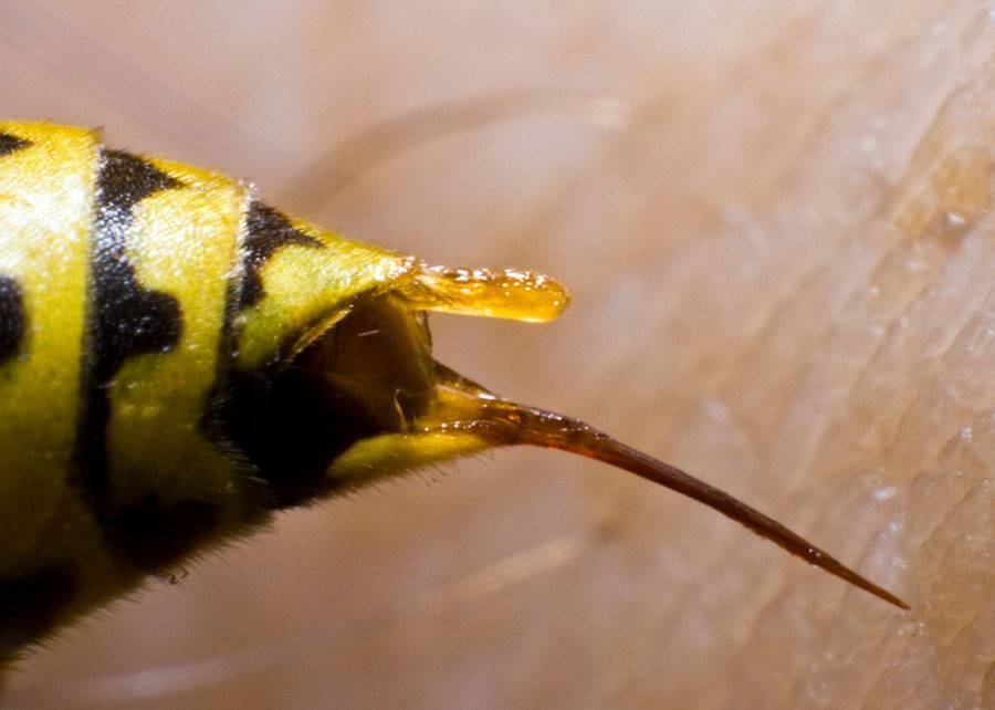 Жалоносный аппарат или жало медоносной пчелы: где находится, как жалит, строение, функции, первая помощь после укуса
