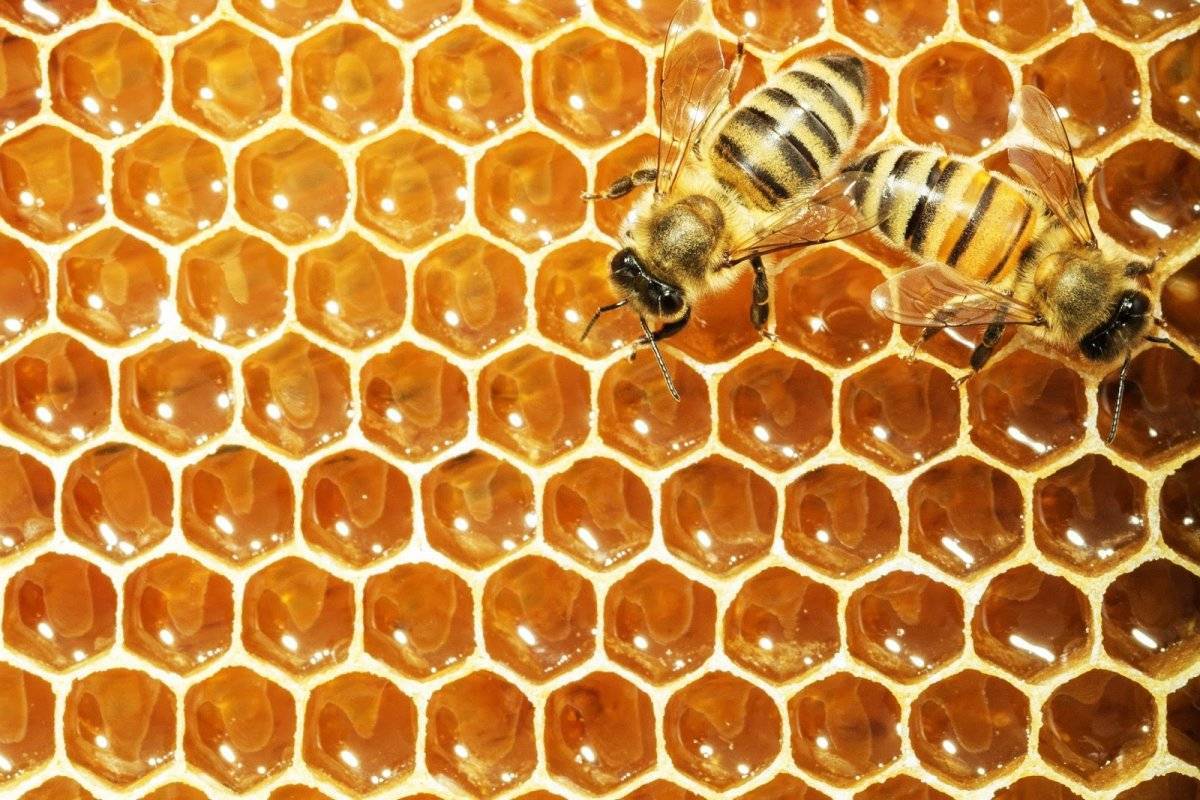 Мед в сотах — 6 фактов о пользе и вреде, как его едят и сколько он хранится
