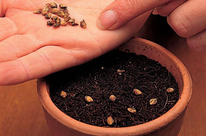 Выращивание крыжовника в открытом грунте: правила посадки и ухода