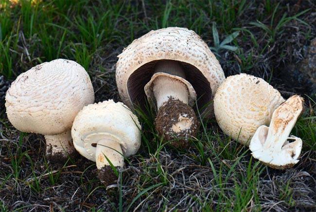 Как отличить съедобный гриб от несъедобного: отличия хороших и плохих видов, признаки ядовитости