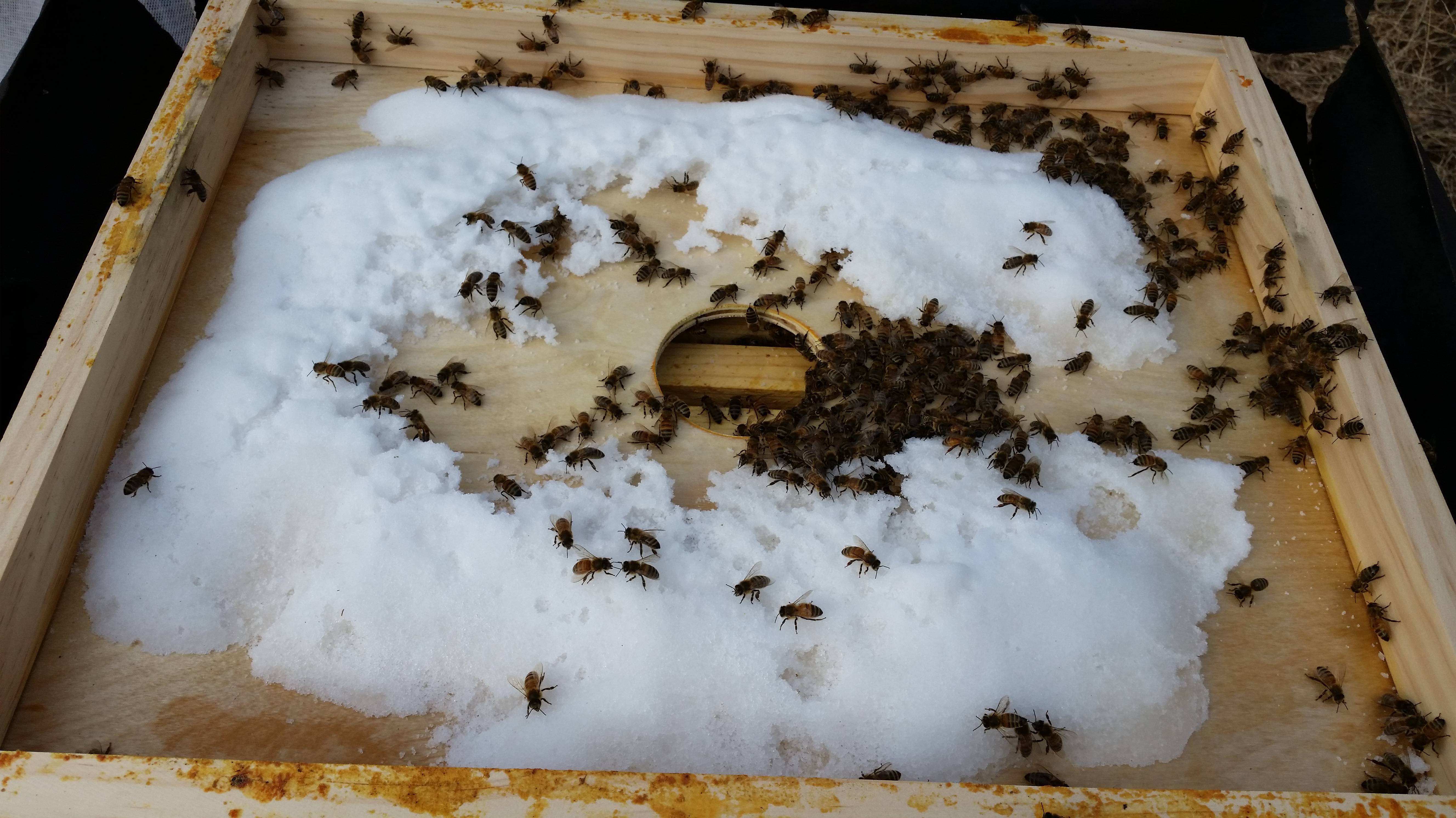 Дикие пчелы: фото и описание, улей, где живут и чем питаются?