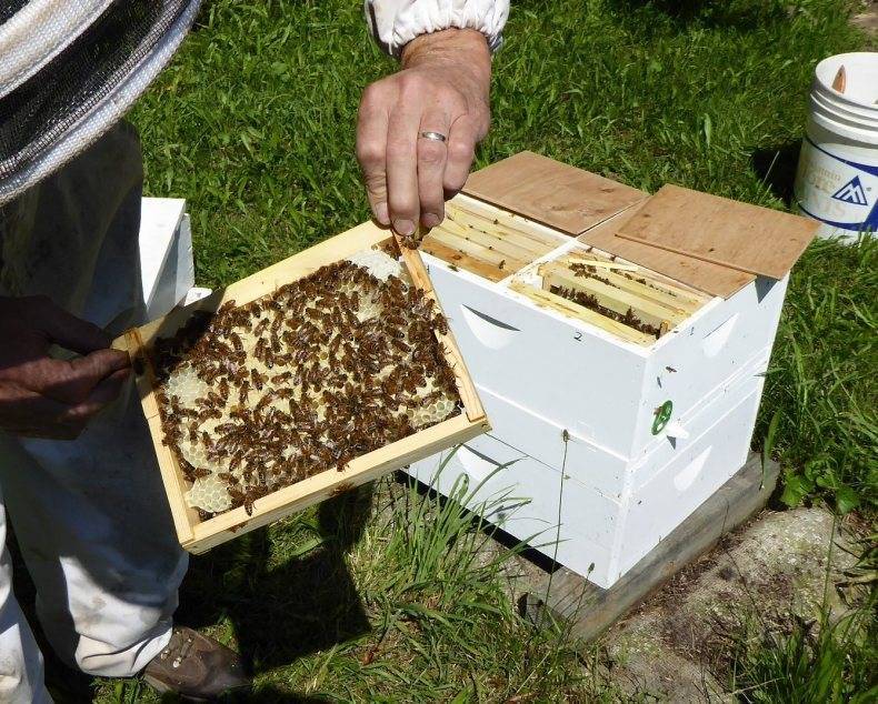 Канадское пчеловодство и их методы пчеловождения |