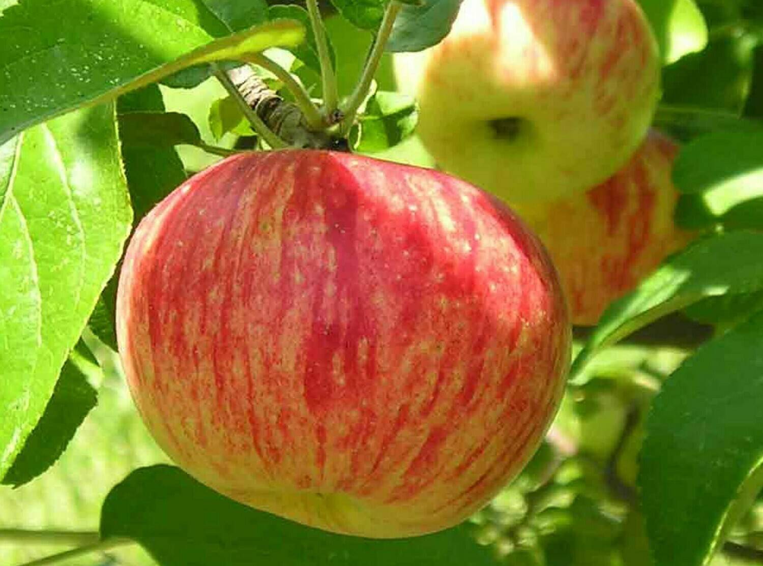 Штрифель — сорт яблок, описание и характеристика, как ухаживать за яблоней