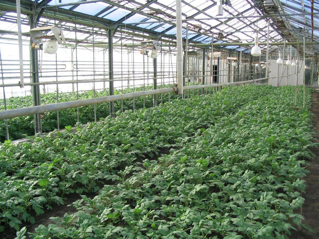Выращивание картофеля: способы и технология