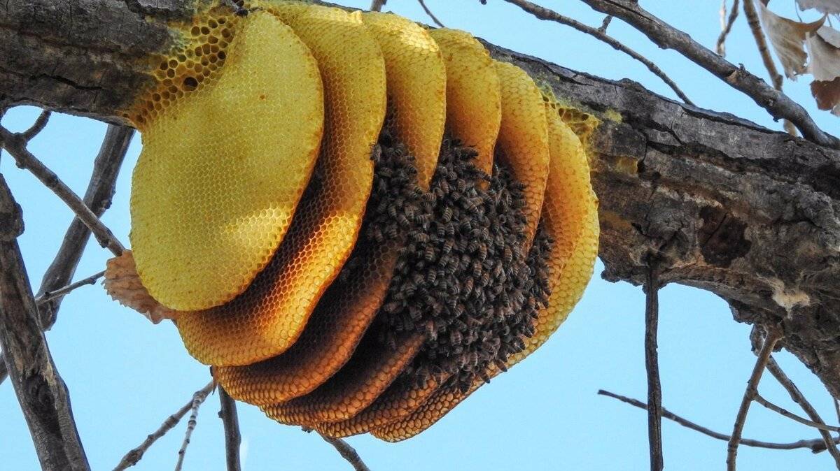 Сколько живет пчела: матка, трутень, рабочая и цикл жизни