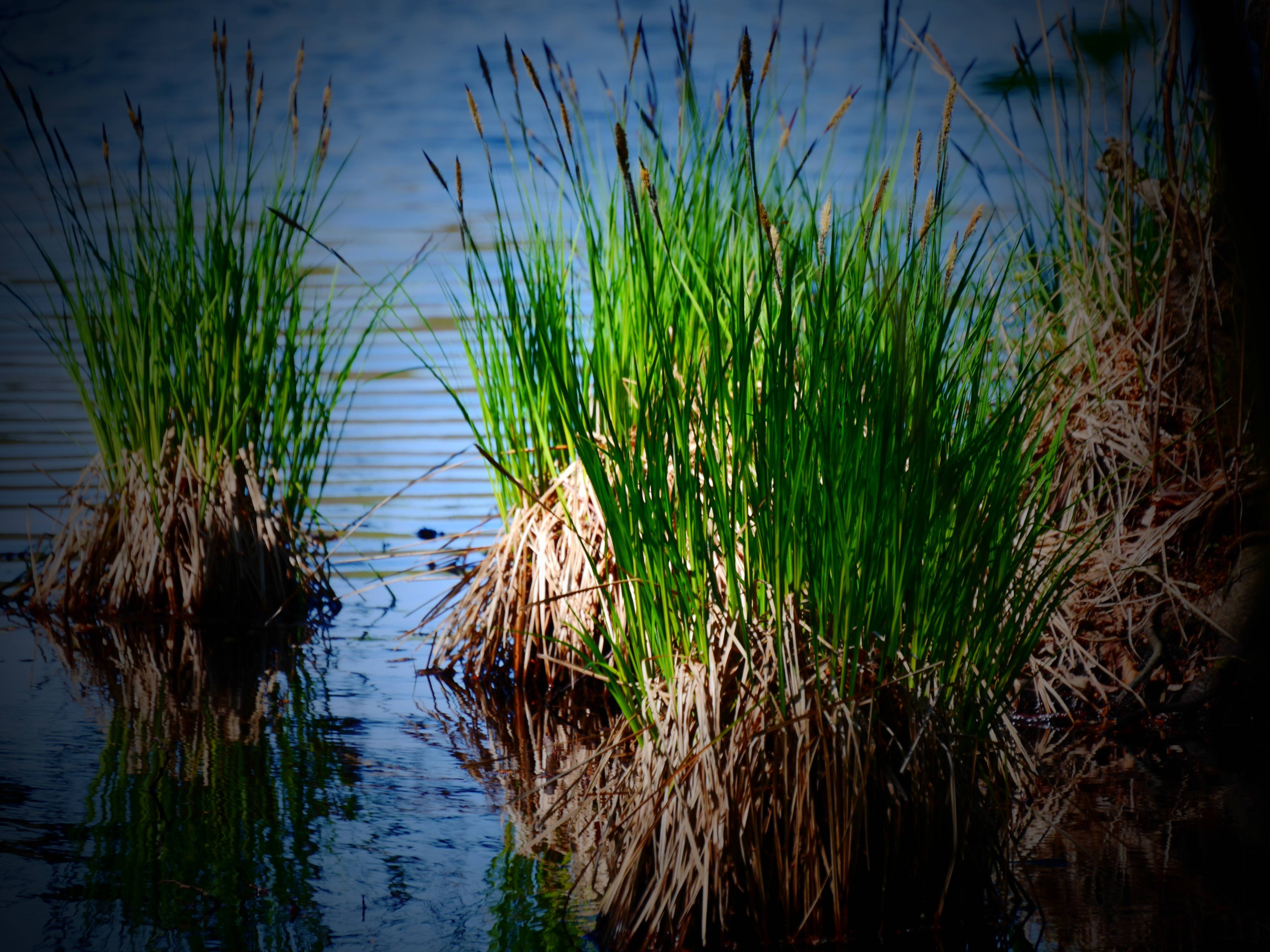 Водные растения для пруда: камыш, рогоз и тростник. как их различить?