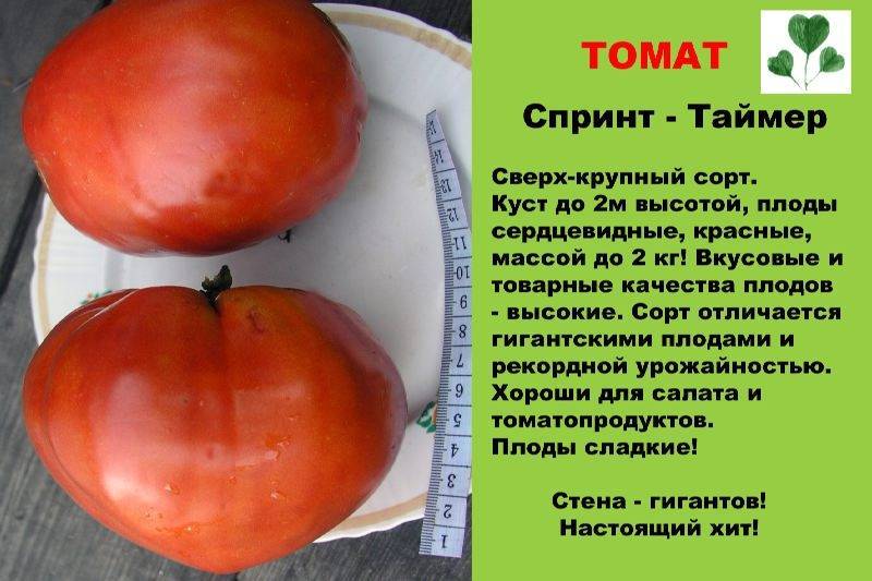 Томат амана оранж - описание сорта, характеристика, урожайность, отзывы, фото