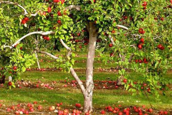Характеристика уральского сорта яблони краса свердловска - мы дачники