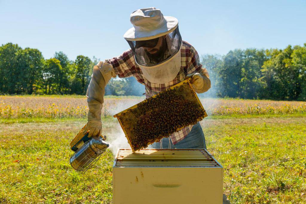 Когда и как правильно качать мед. время сбора меда