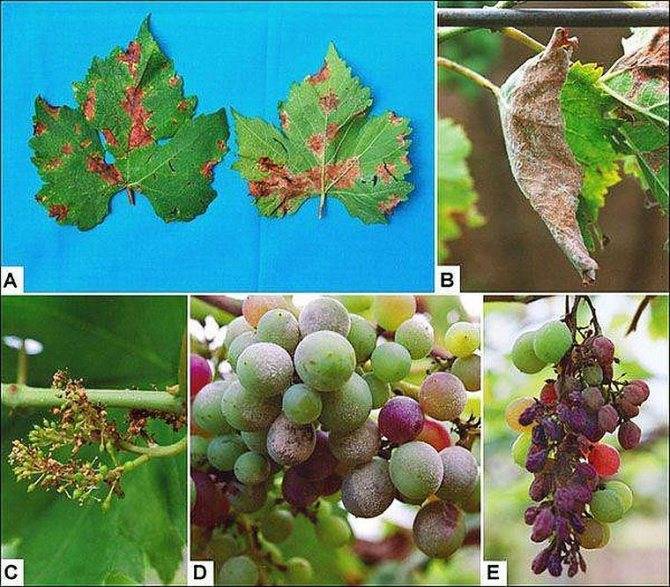 Милдью винограда лечение и методы борьбы с болезнью