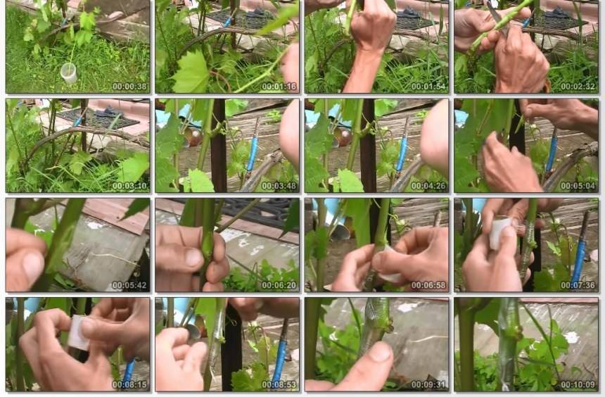 Как прививать виноград, основные способы, подробная инструкция для начинающих