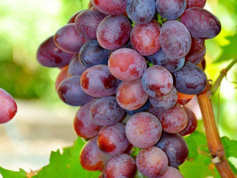 Виноград виктория: описание сорта, фото, отзывы | qlumba.com