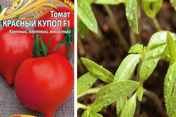 Описание гибридного томата Красный купол f1 и выращивание рассадным способом