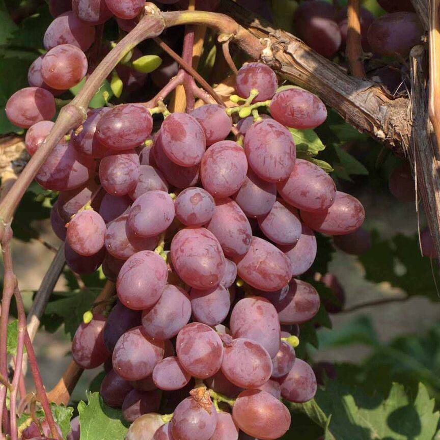 Виноград виктория - описание сорта, отзывы, фото и видео