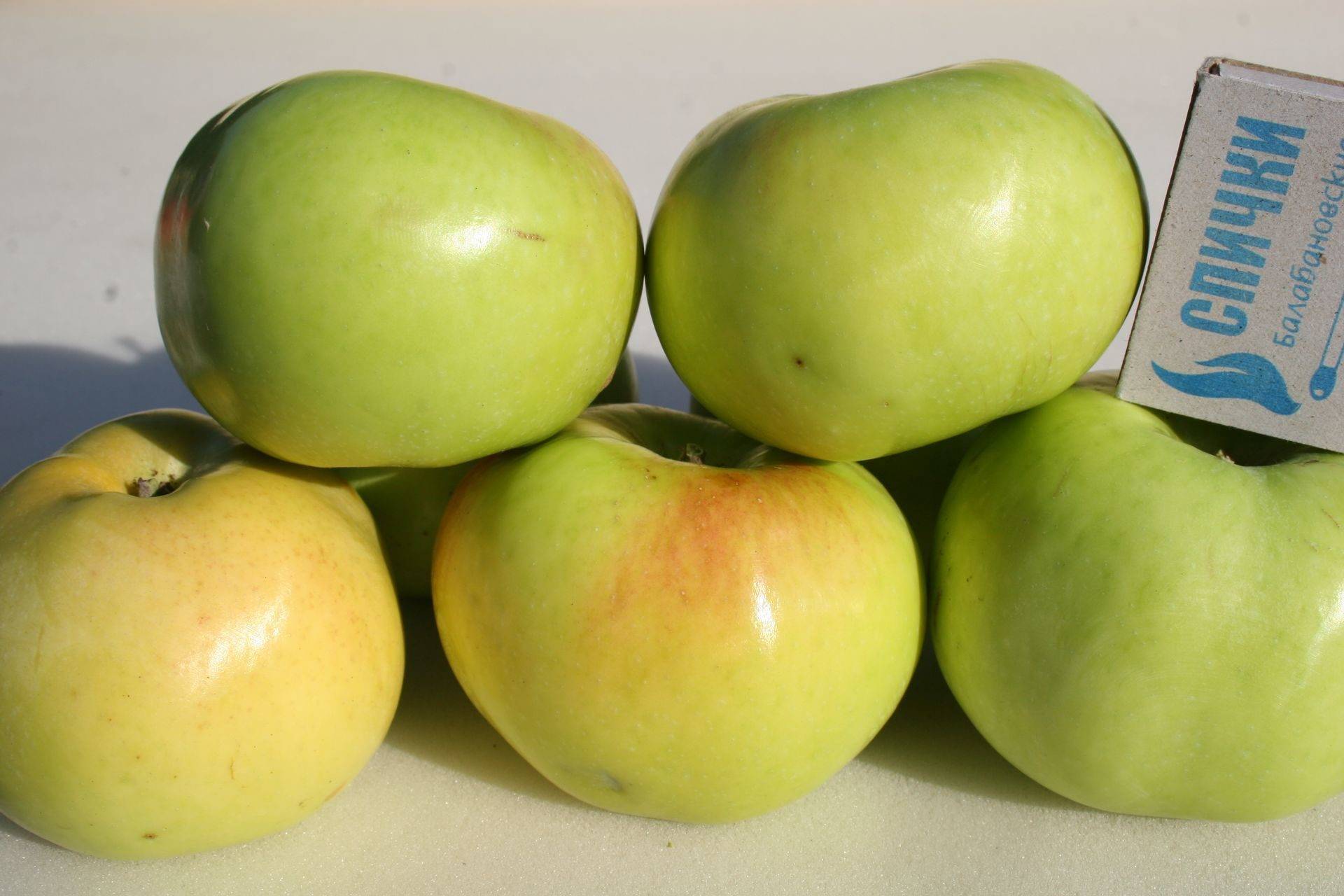 Яблоки для промышленного садоводства — сорт имрус