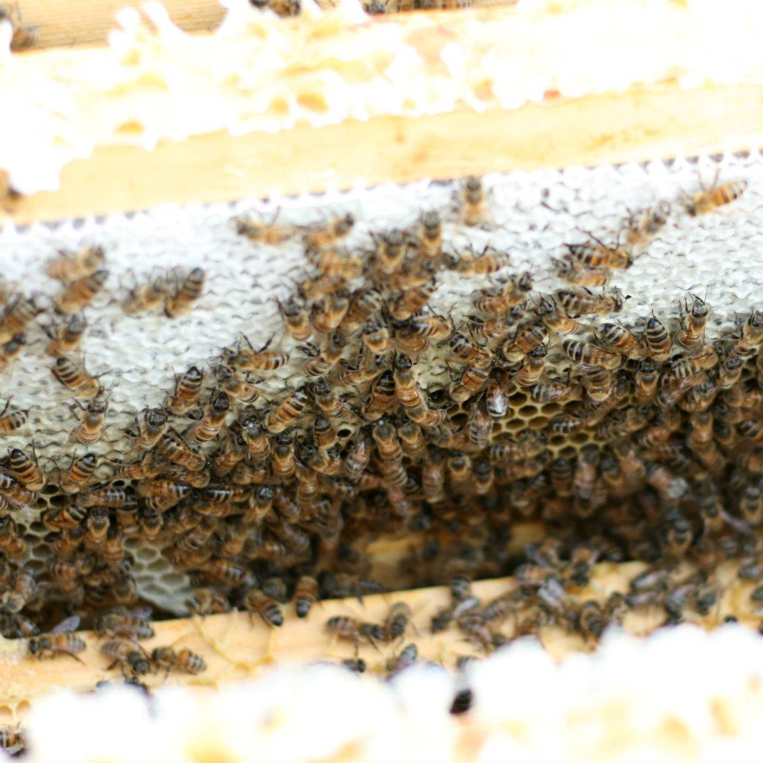 К чему снятся пчелы — 85 значений видеть во сне много пчел женщине, мужчине