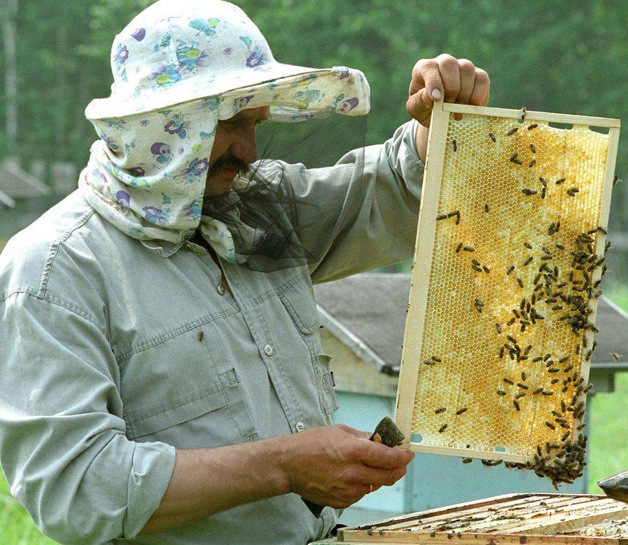 Особенности ухода за пчелами: инструкции для начинающих и продвинутых пчеловодов