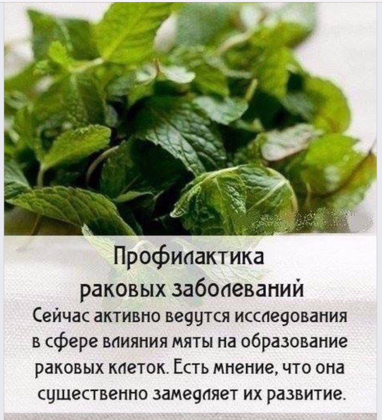 Свойства мяты