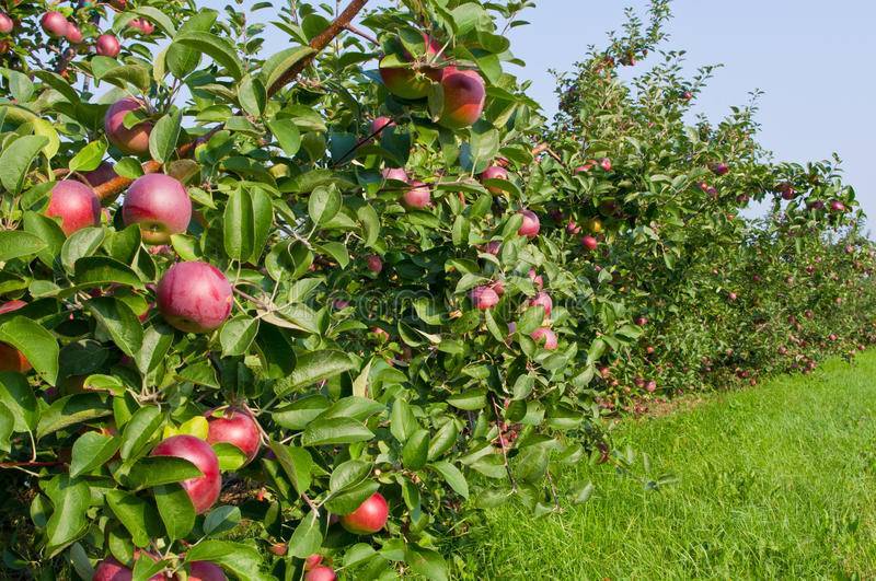 Саженцы осеннего сорта яблони макинтош – посадка и уход