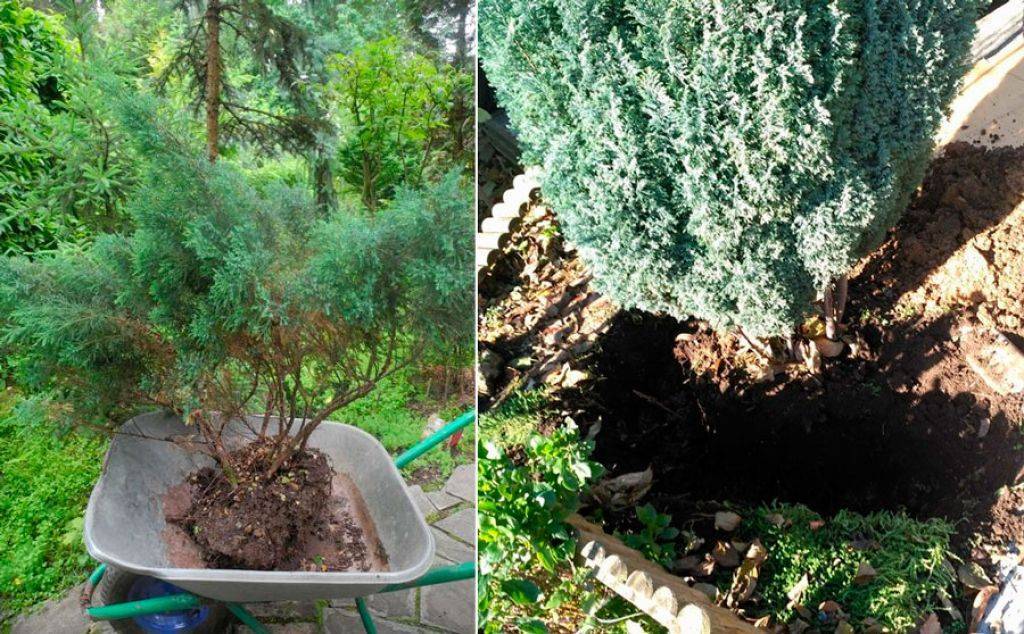 Нюансы выращивания можжевельника в саду: разновидности, правила посадки и ухода
