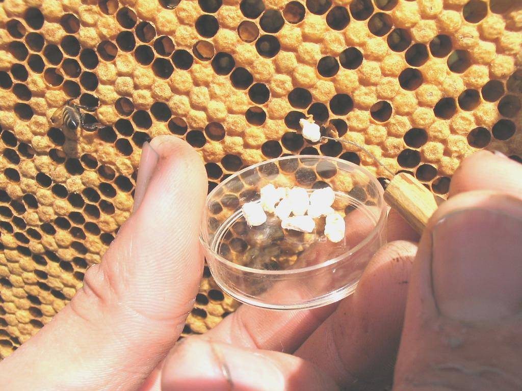 Аскосфероз у пчел: признаки, советы по профилактике и способы лечения | пчеловодство | пчеловод.ком