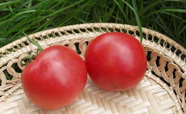 Неприхотливая селекционная новинка: помидоры сорта торбей f1