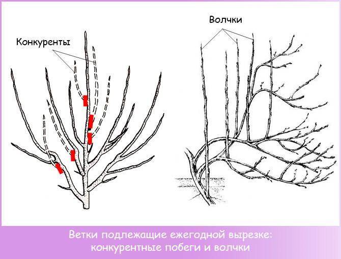 Формирование абрикоса схема