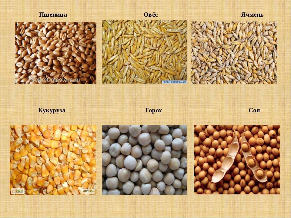 Как отличить кормовую кукурузу от пищевой: как выглядит, какая на вкус