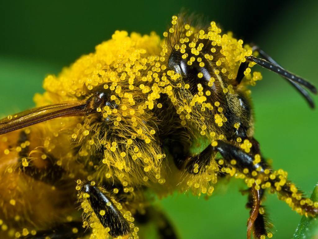 Опыление пчёлами садов и посевов | пчеловодство | пчеловод.ком