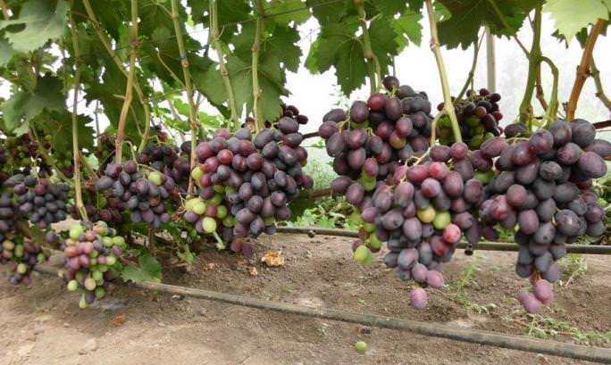 Виноград фуршетный: описание и характеристики сорта, способы размножения и выращивание