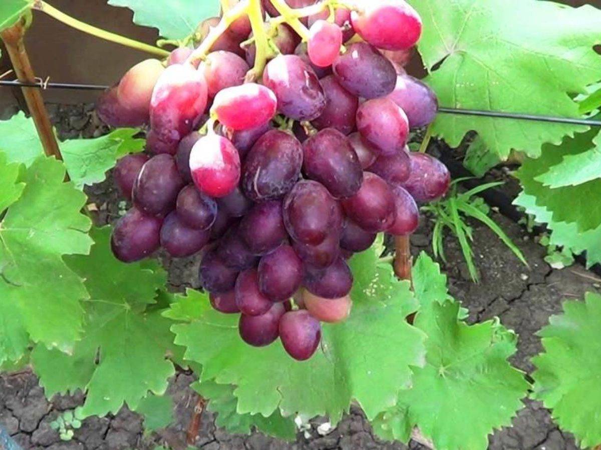 Виноград подарок несветая - мир винограда - сайт для виноградарей и виноделов