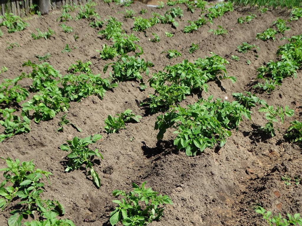 Как выращивают картофель в больших объемах и масштабах?